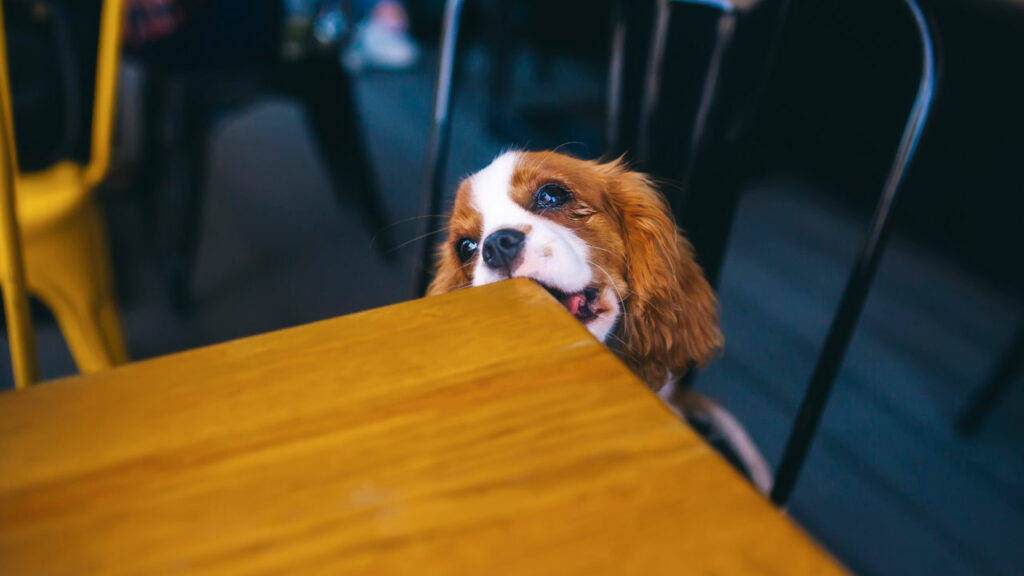 4. Marcas de tu amigo de cuatro patas en tus muebles: